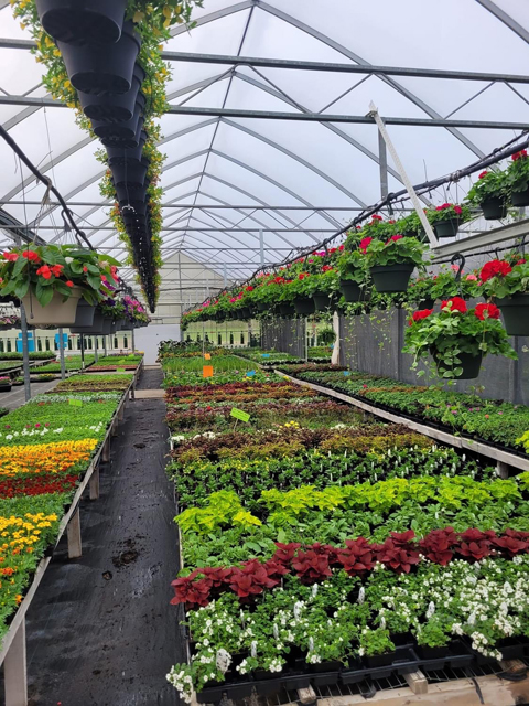 Greenhouse View 2